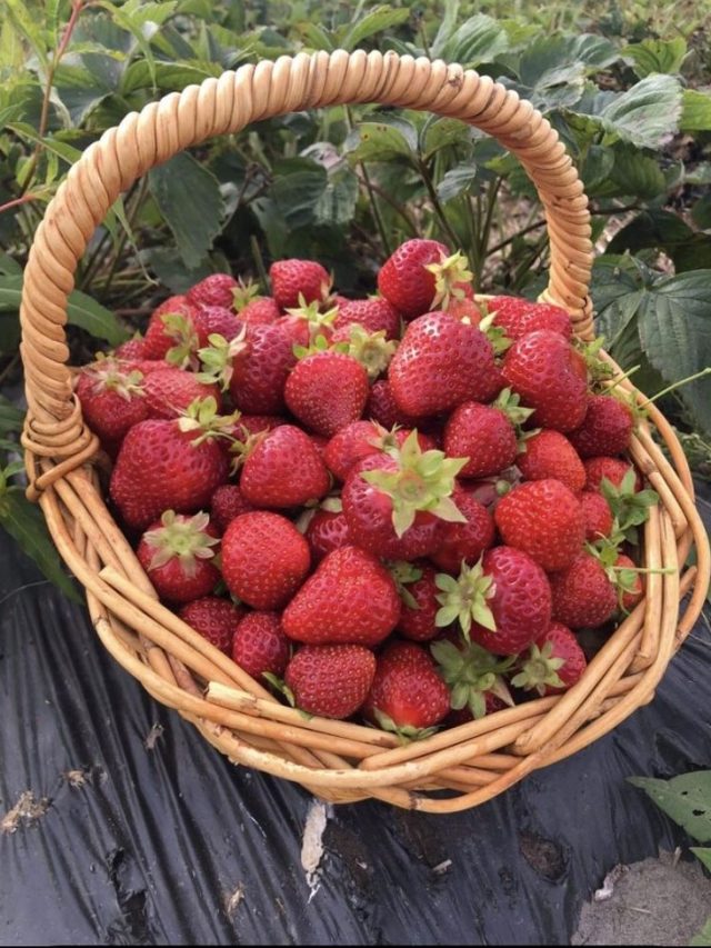 स्ट्रॉबेरी का पौधा लगाने का अभी चल रहा बेस्ट टाइम, जानें तरीका