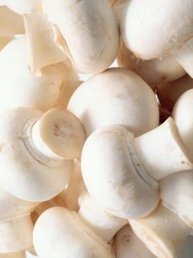 मशरूम की खेती करने वाले किसान इन 5 बातों का जरूर रखें ध्यान