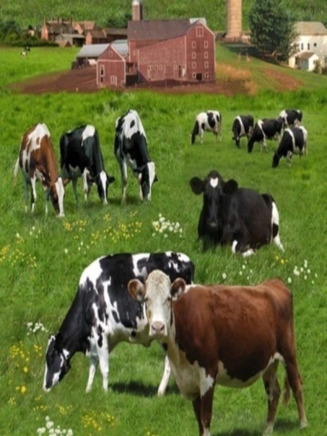 सर्दियों में दुधारू पशुओं को कई रोग का खतरा, जानिए लक्षण और बचाव के उपाय