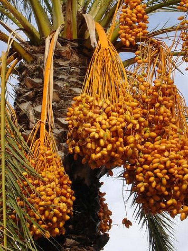 गमले में आसानी से उगा सकते हैं छुहारे का पौधा, ये है तरीका