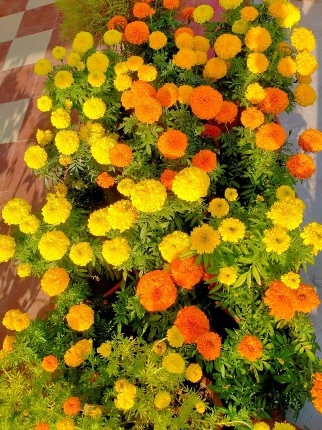 কোন সারের কী কাজ জানেন? ছাদ বাগানীদের জন্য দুর্দান্ত টিপস