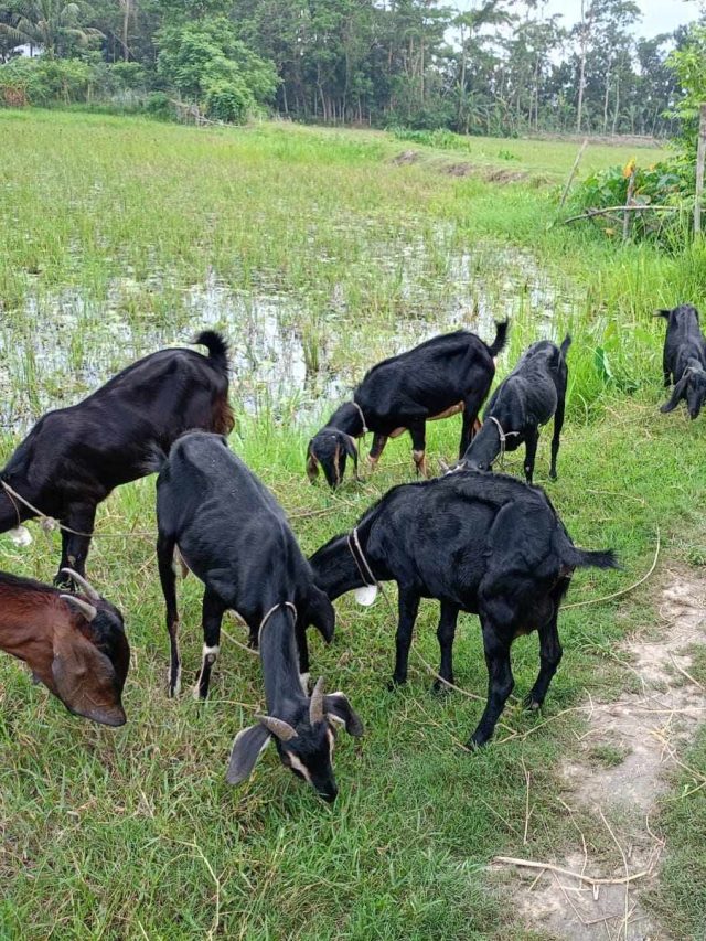 খাসি আর পাঁঠার মধ্যে পার্থক্য কী কী? প্রশ্নের উত্তরটা জেনে নিন