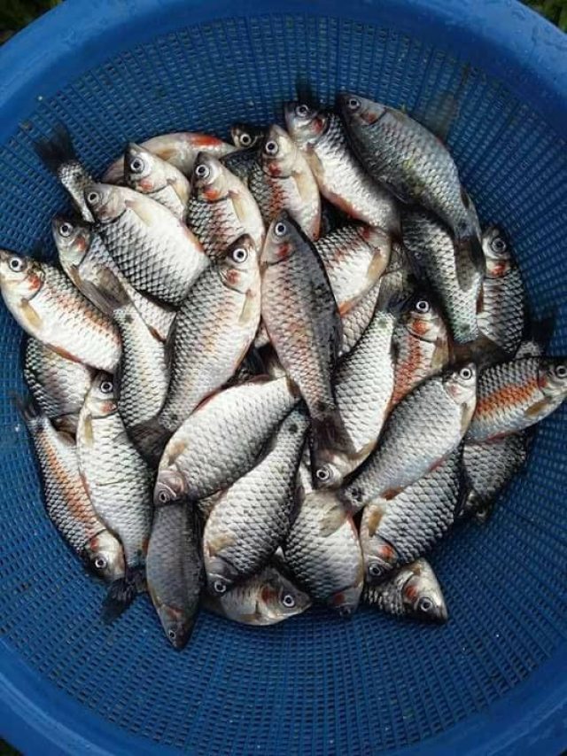 পুঁটি মাছের ইং‌রে‌জি কী? বড় বড় শিক্ষিতরাও জানেন না