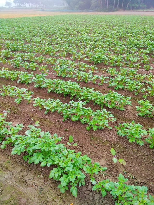 কুয়াশার কারণে আলুতে ধসা লাগলে কী করবেন? জানুন কৃষি বিজ্ঞানীর টিপস