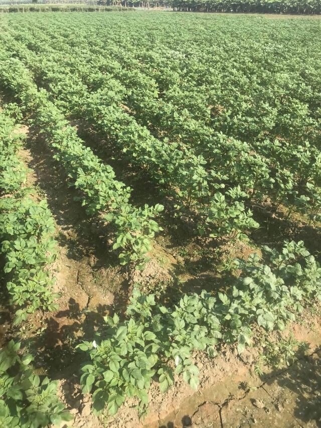 আলু বসানোর ক'দিন পরে প্রথম জল দেবেন? রইল কৃষি বিজ্ঞানীর টিপস