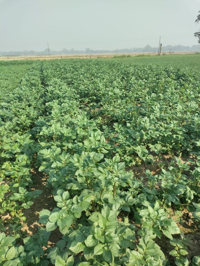 আলু গাছে মদ স্প্রে করছেন কৃষকরা, কারণ জানলে অবাক হবেন