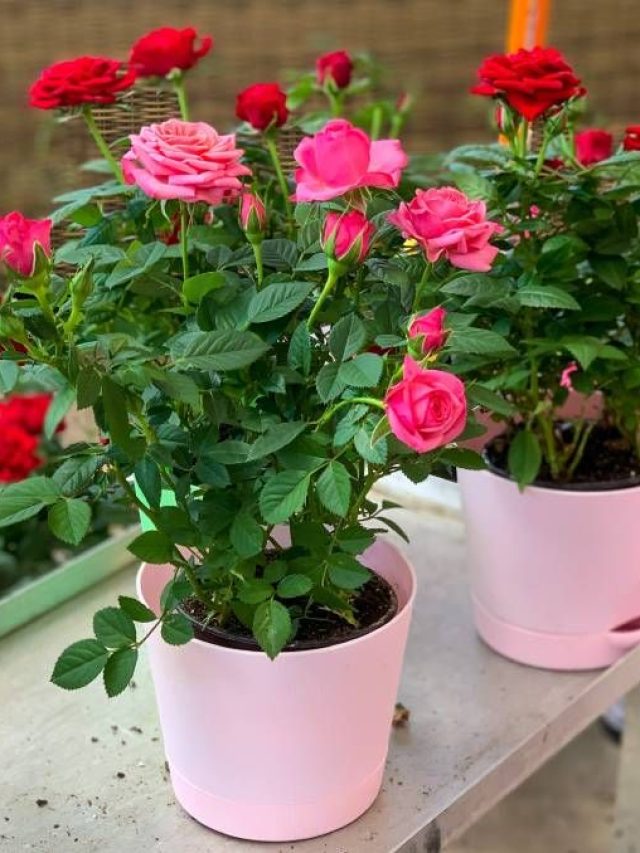 सर्दियों में गुलाब के फूलों से भर जाएगा गमला, अपनाएं ये तरीका