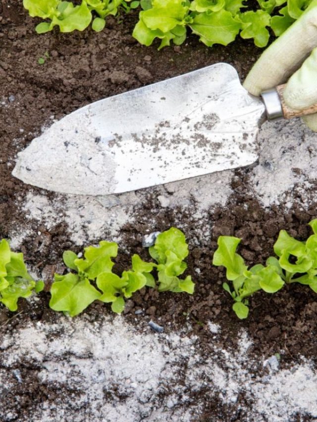 राख से होगी आपके गार्डन की सुरक्षा, बस करना होगा ये काम