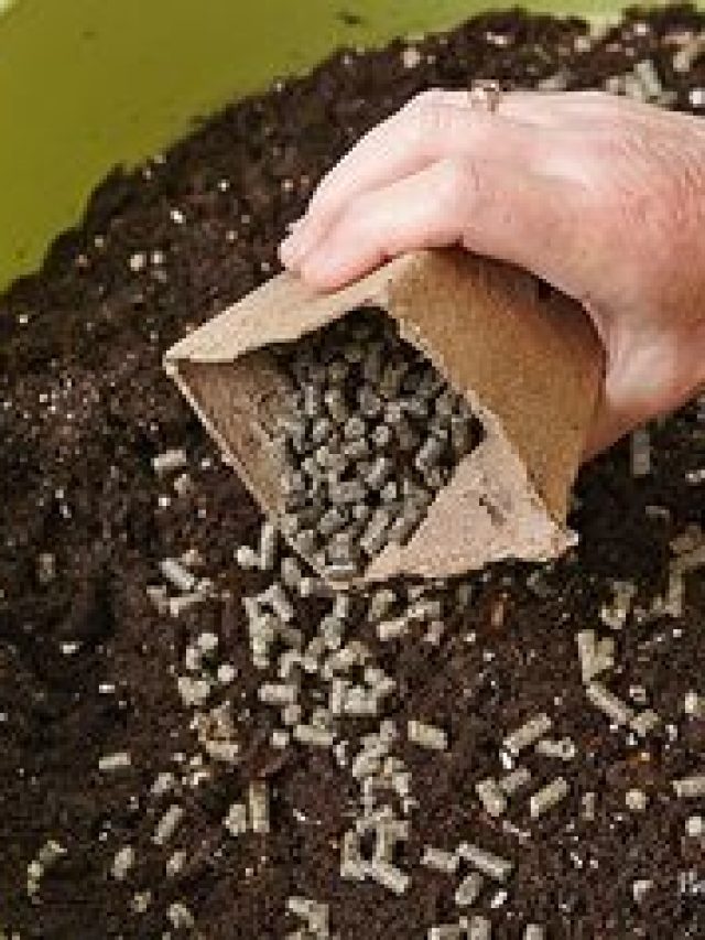 पौधों में कब और कितने दिन में कौन सा खाद डालना चाहिए? जान लीजिए