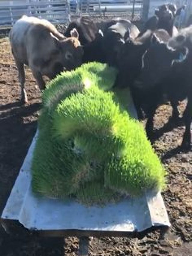 सर्दियों में ही करें पशुओं के लिए गर्मी के चारे का इंतजाम, जान लें तरीका