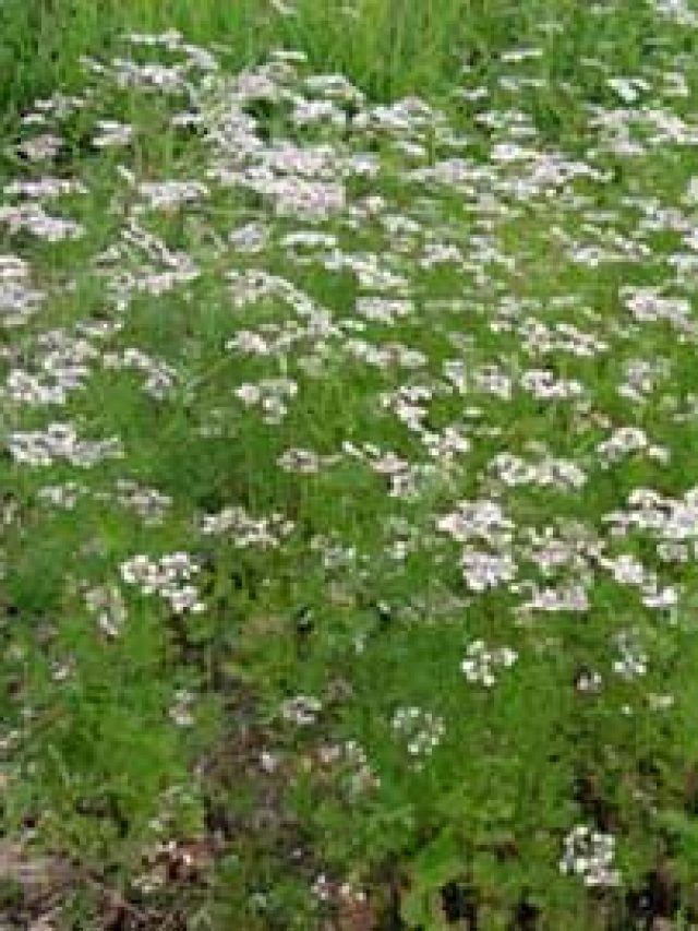 गमले में उगा सकते हैं जीरा, ये है आसान तरीका