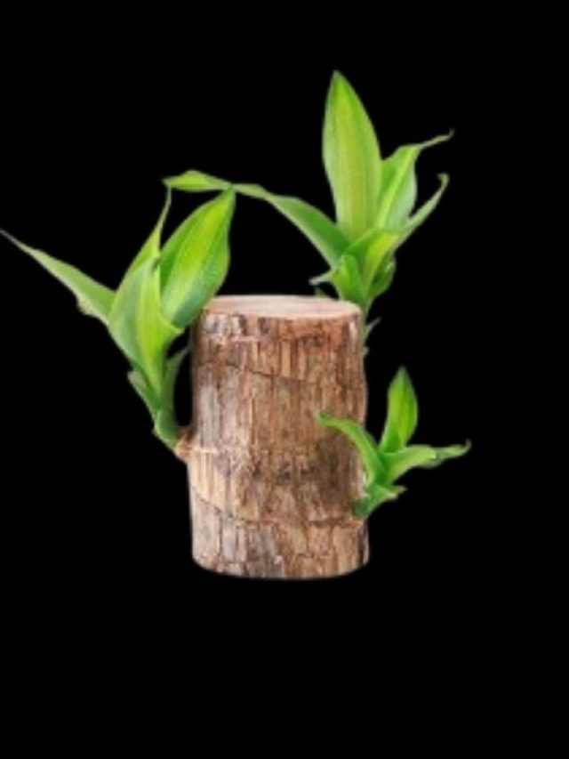 ভাগ্য ফেরাতে সবাই কিনছে ব্রাজিলিয়ান লাকি উড প্ল্যান্ট, কোথায় রাখবেন?