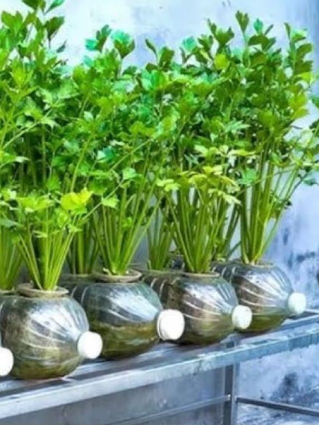 মাটি লাগে না, পুরনো বোতলেই হবে ধনেপাতার চাষ, রইল টিপস