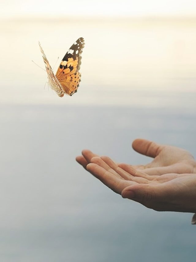 ‘Butterflies in winter’: The alarming truth behind Delhi’s warm December