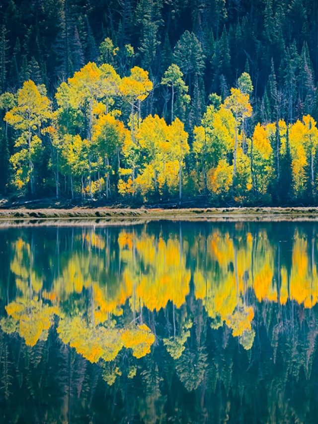 'Pando’s secret': This forest has an 80,000-year-old creature which is still moving