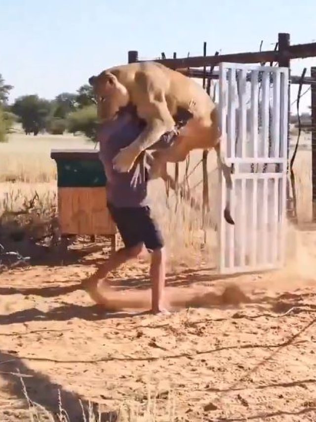 पिंजरा खुलते ही शेरनी ने शख्स को लपका, वीडियो वायरल