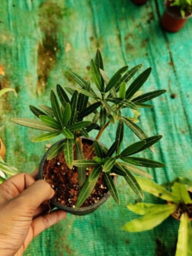 বাড়িতে এই গাছ লাগালেই সুখ আসবে, টাকার অভাব আর থাকবে না