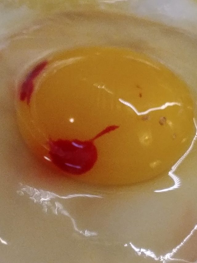 ডিমের কুসুমে রক্তের দাগ, খাবেন নাকি ফেলে দেবেন? খেলে কী হবে জেনে রাখুন