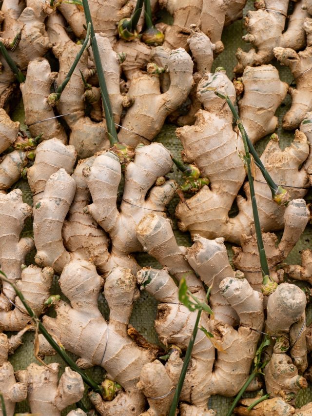 বাজারে ছেয়ে নকল আদা, না আছে ঝাঁঝ, না ঝাল! কেনার আগে এভাবে চিনুন