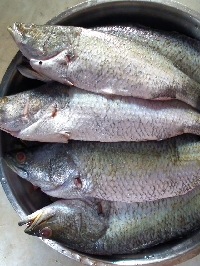 বলুন তো 'ভেটকি মাছ'-র ইংরেজি কী? ৯৯ শতাংশ বাঙালির অজানা