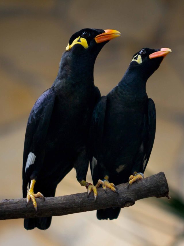 ময়নাতদন্তে 'ময়না' পাখির সঙ্গে সম্পর্ক আছে কী? অর্থ জানলে অবাক হবেন