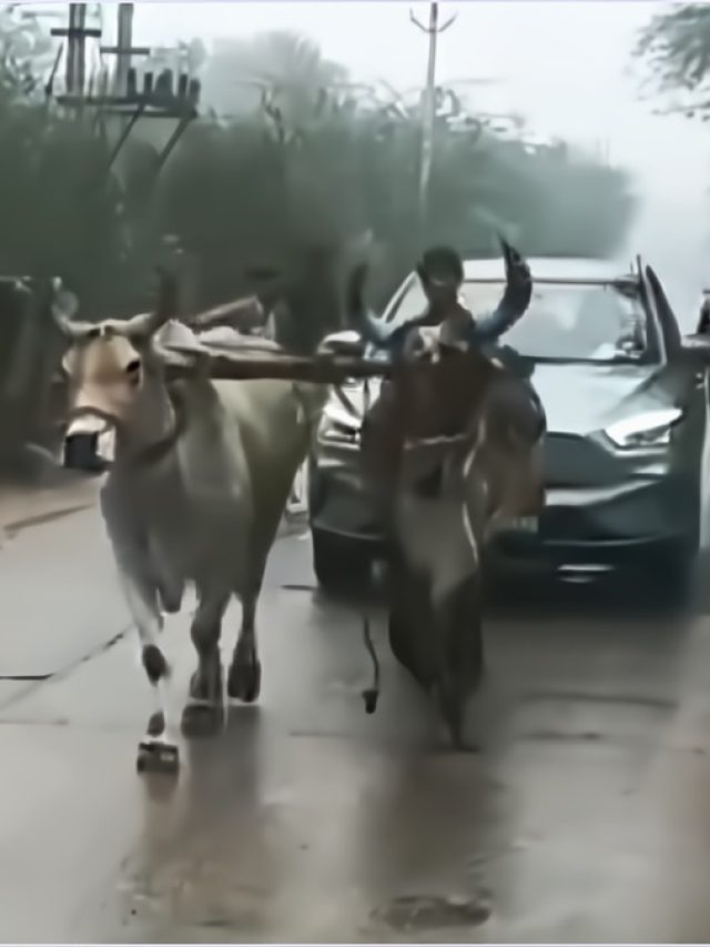 बीच सड़क बंद हुई इलेक्ट्रिक कार... चलाने के लिए लगाने पड़े 'बैल'- VIDEO