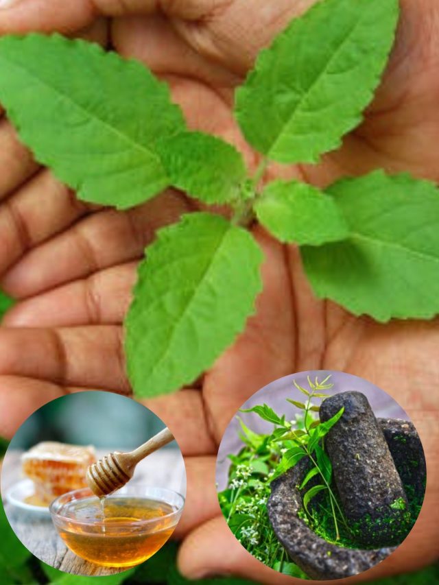 सुबह मिनटों में होगा पेट साफ अगर इस तरीके से खा लिए तुलसी के पत्ते