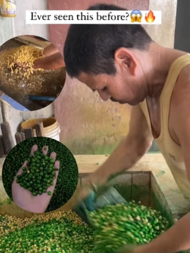 हरी नहीं, 'जहर' मटर! गंदे पानी-कलर से तैयार होती है पसंदीदा नमकीन, देख लगेगा झटका, VIDEO