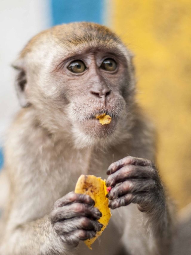 शुभ है घर आए इन 3 जीवों को भोजन कराना, जीवन भर करोगे तरक्की