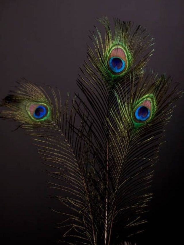 घर की इस पवित्र जगह पर लगाएं मोर पंख, पैसों से भर जाएगी तिजोरी