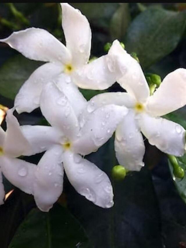 गमले में लगाएं ये खूबसूरत पौधा, फूलों की खुशबू से महक जाएगा घर