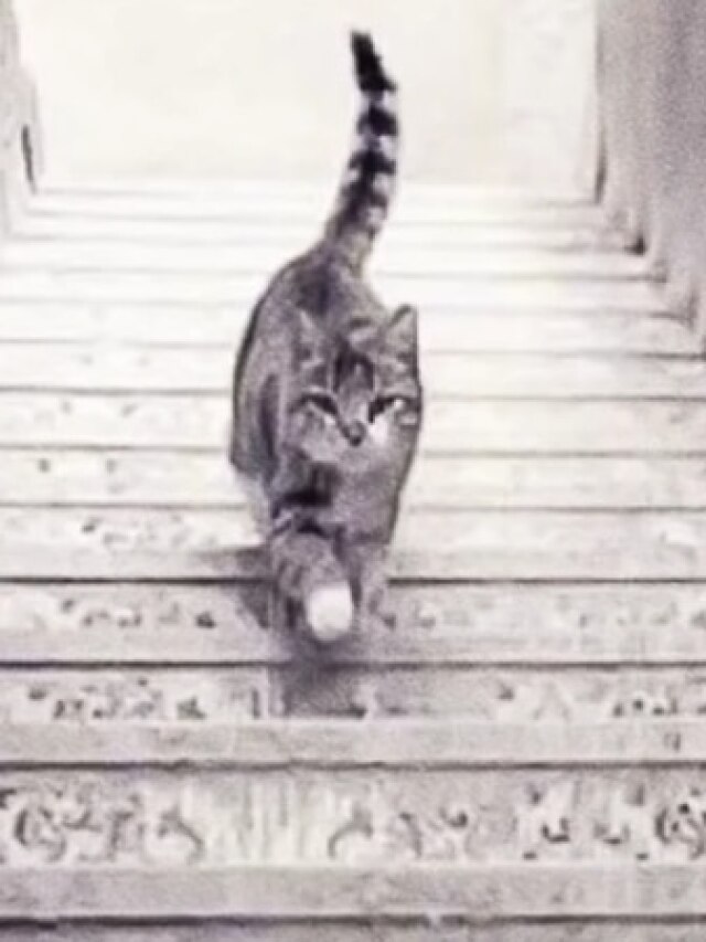 ऊपर या नीचे... कहां जाती नजर आ रही बिल्ली? जवाब बताएगा आपकी पर्सनैलिटी