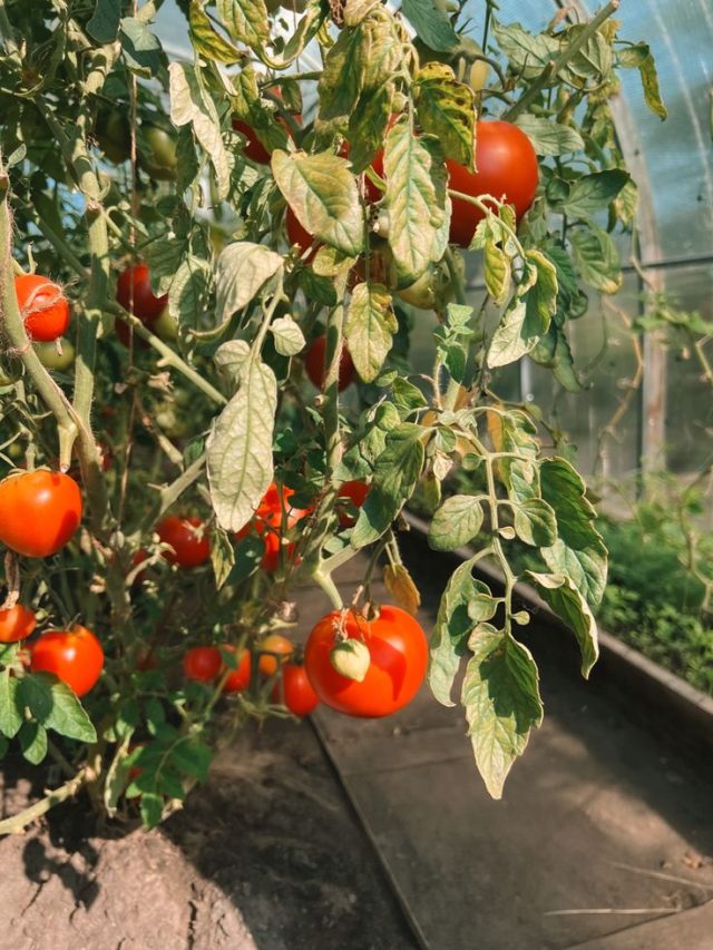 टमाटर के पौधों को लग सकता है पाला, जान लीजिए बचाव के उपाय