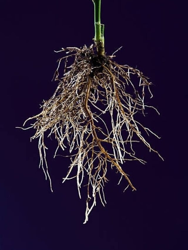 तिजोरी में रख दें इस चमत्कारी पौधे की जड़, कभी पैसा नहीं होगा कम