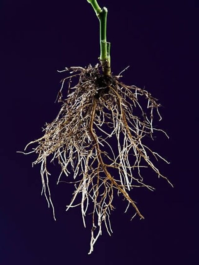 धन रखने वाली जगह पर रख दें इस पौधे की जड़, बढ़ जाएगी दौलत