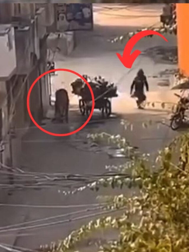 पाकिस्तान की गलियों में दौड़ता दिखा शेर, सामने आया ठेले वाला और फिर...
