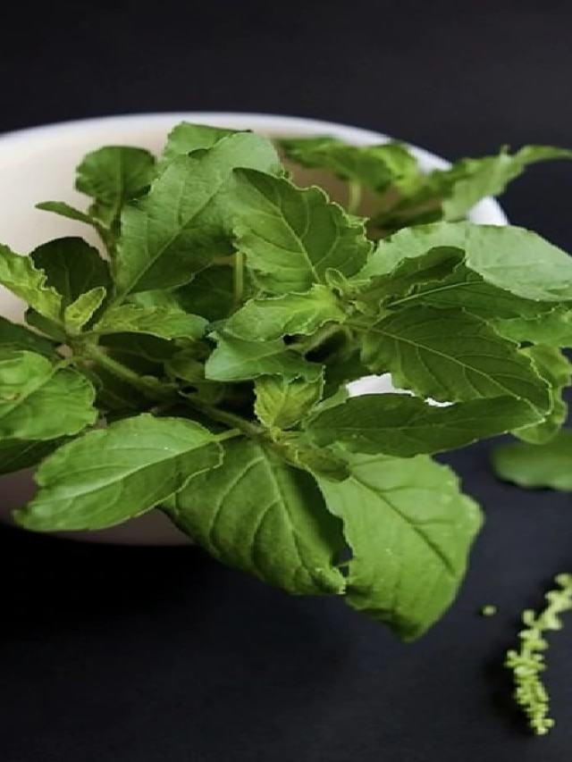 কষা পায়খানা বার করবে টেনে, এভাবে খান খালি তুলসী পাতা