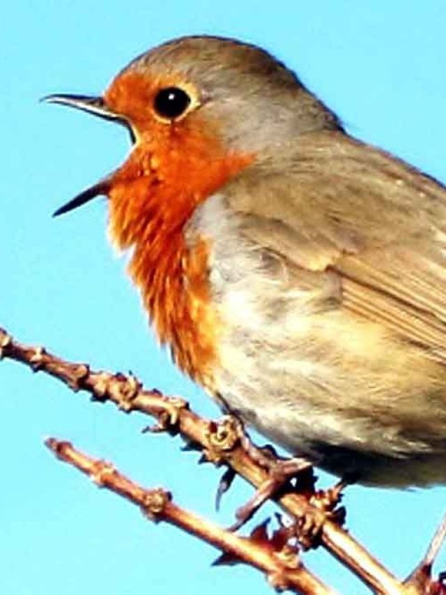 পাখির পায়খানা শরীরে পড়লে এসব হবেই, জেনে রাখুন