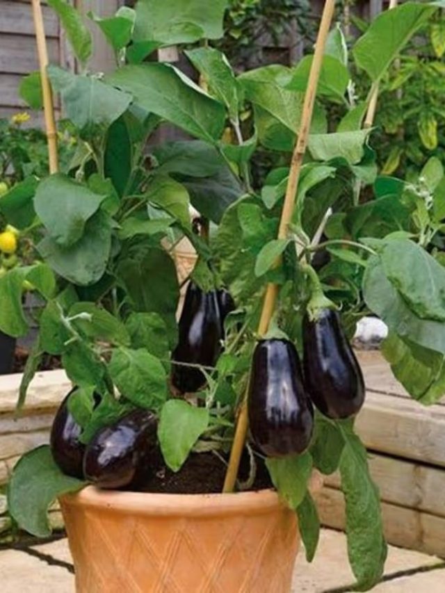 থোকা থোকা বেগুন হবে ঘরের টবে, শুধু মেশান এই জিনিস