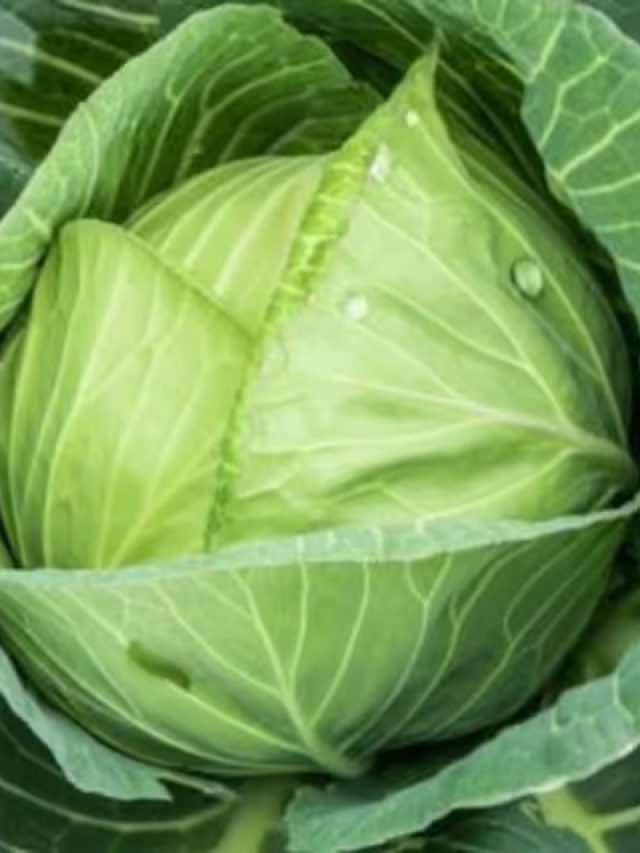 বাঁধাকপি এঁদের জন্য বিষ, কারা ভুলেও খাবেন না, জানুন