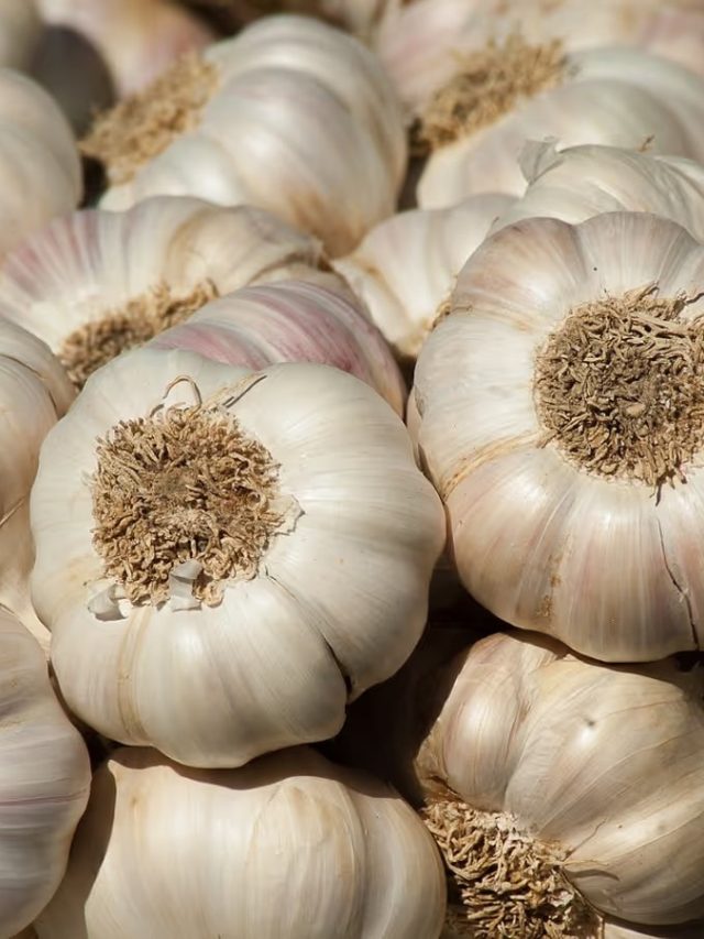 শুধু লাগবে রসুন, তাতেই পাকা চুল কুচকুচে কালো হবে