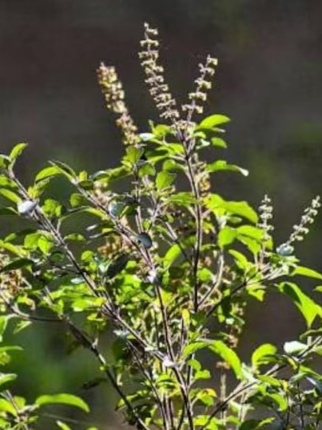 এই মশলা লাগবে শুধু, তাতেই ঘরের তুলসী গাছ রাতারাতি বেড়ে উঠবে