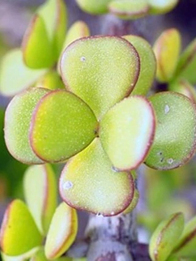 বাড়িতে নয়, অফিসে রাখতে হয় এই গাছ,  তাহলেই খেলা হবে