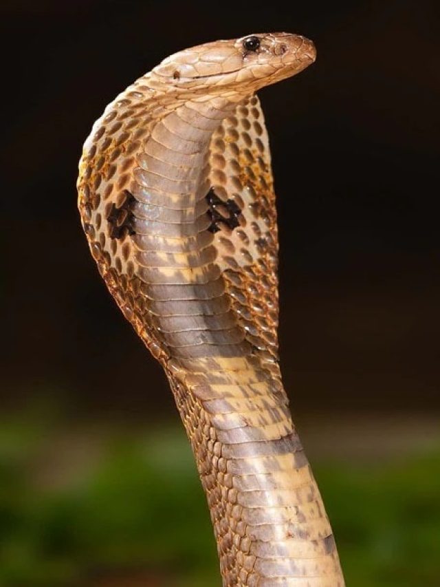 সাপের এই ৩ গুণ রপ্ত করলেই আসবে সাফল্য, বলেছেন চাণক্য