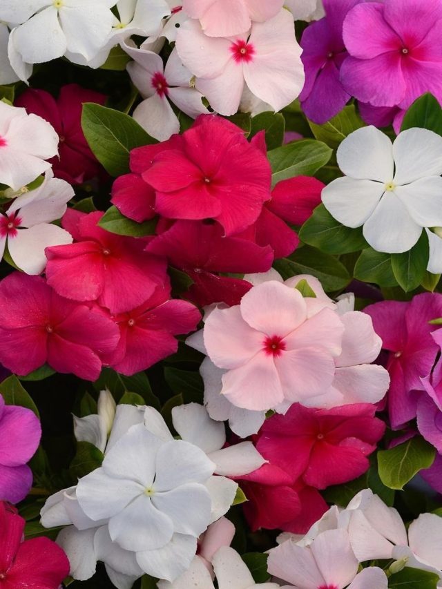 মানসিক ভারসাম্য ফেরাবে নয়নতারা, কীভাবে কাজে লাগাবেন?