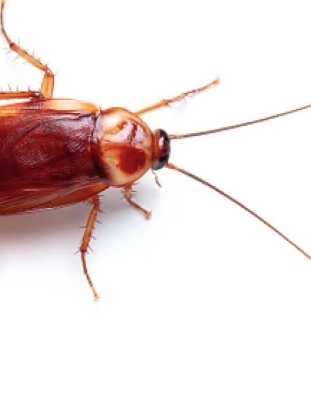 সাঁই সাঁই করে ছুটে পালাবে আরশোলা, ঘরে শুধু রেখে দিন এই মশলা