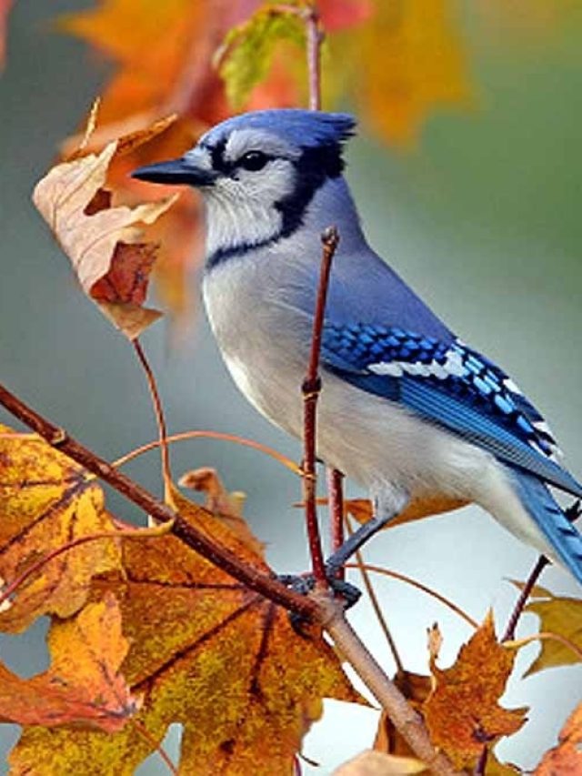 ঘরে পাখি ঢুকলে এসব হয়, কিসের ইঙ্গিত, জানুন