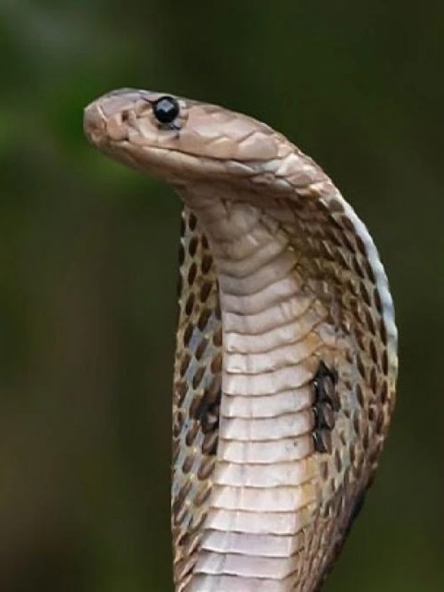 স্বপ্নে সাপ দেখা দিলে এসব হবেই জীবনে, জানুন