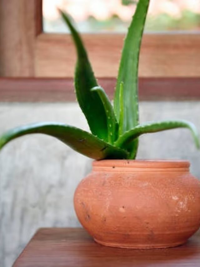 সুখ-টাকা উপচে পড়বে, ঘরের এদিকে অ্যালোভেরা রাখলেই মালামাল