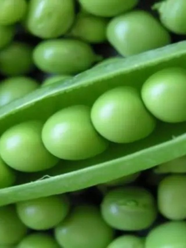 রান্নায় মটরশুঁটি দিলেই এসব রোগে ভুগবেন,  কারা খাবেন না,  জেনে রাখুন